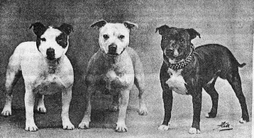 Ch. Godfrey's Pride, Ch. Della of Impkin, Ch. Godella's Pride.