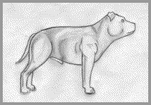 Stafford drawing.