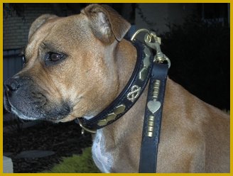 Soverenstaff Collars Stafford picture.