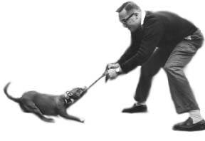Steve Stone playing with Belle.