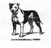 Staffordshire Bull Terrier drawing.