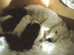 Puppies and Mom.