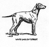 White English Terrier drawing.