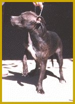 Zena the wonderful.