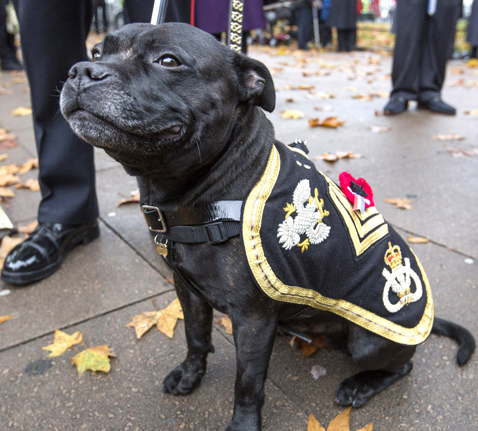 'Watchman', the mascot of the Staffordshire Regiment, Westminster Abbey, 2015.