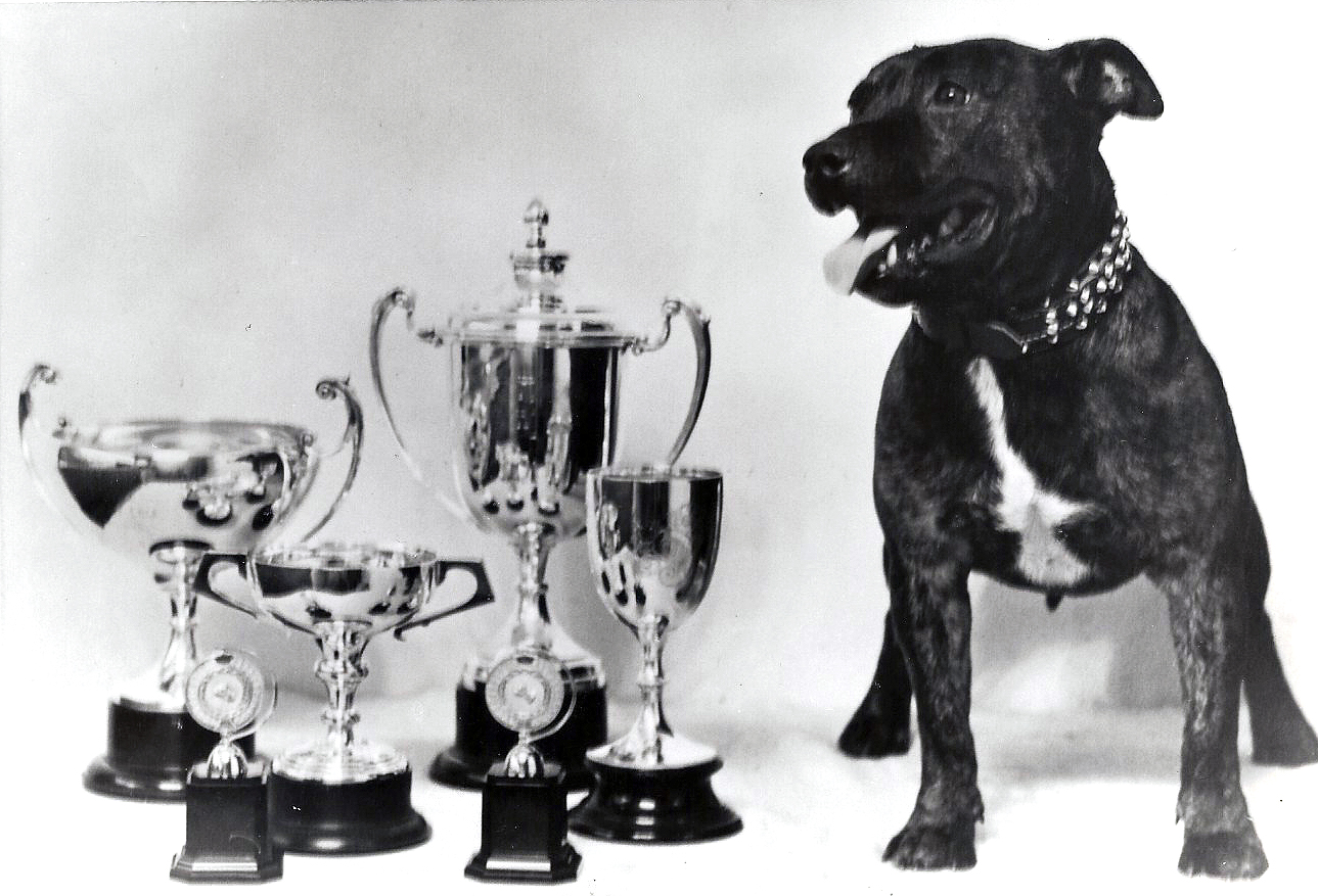 Ch Another Brinsley Lad with some of his trophys.