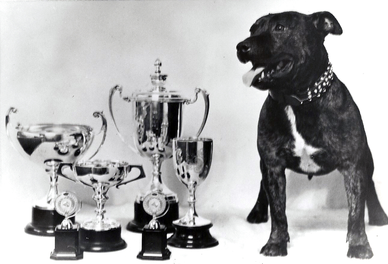 Ch Another Brinsley Lad with some of his trophys. Ch Another Brinsley Lad with some of his trophys.