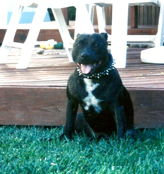 Aumakua relaxing by the deck.