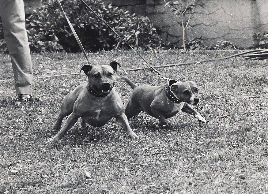 Brutus and Bella excited. Brutus and Bella excited.