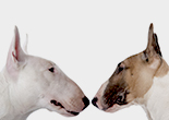 These are Bull Terriers.