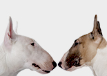 Bull Terrier and Colored Bull Terrier.