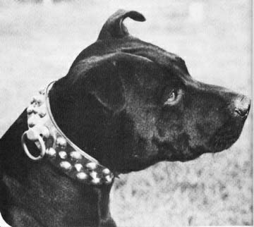 Butch’s studded brass collar.