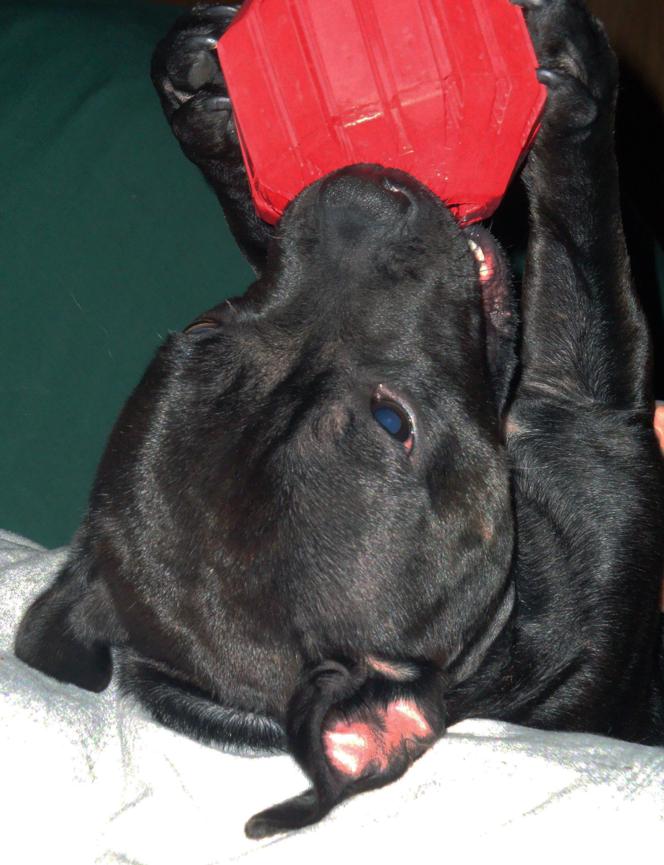 Elly trying to get a treat out of a kong toy.