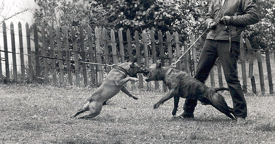 A Stafford and Amstaff faced-off.